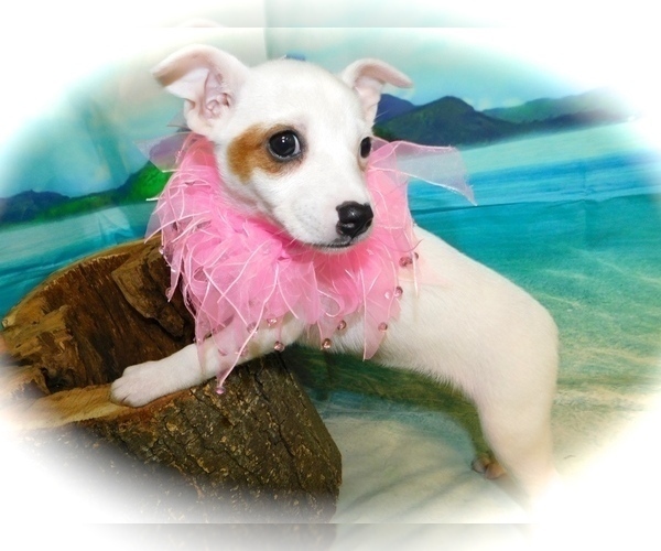 Medium Photo #2 Jack Russell Terrier Puppy For Sale in HAMMOND, IN, USA