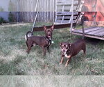 Small Photo #5 Chihuahua Puppy For Sale in St. Louis Park, MN, USA