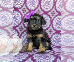 YorkiePoo-Yorkshire Terrier Mix Puppy for sale in CHRISTIANA, PA, USA