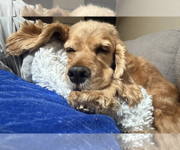 Medium Photo #4 Cocker Spaniel Puppy For Sale in Phoenix, AZ, USA