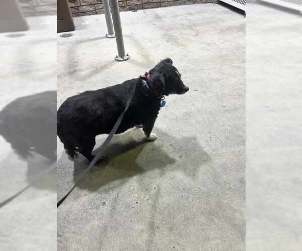 Medium Photo #1 Mutt Puppy For Sale in San Antonio, TX, USA