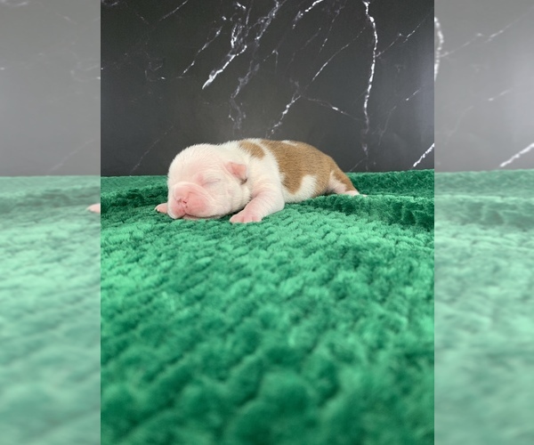 Medium Photo #36 Boston Terrier Puppy For Sale in TULARE, CA, USA