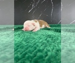 Small Photo #36 Boston Terrier Puppy For Sale in TULARE, CA, USA