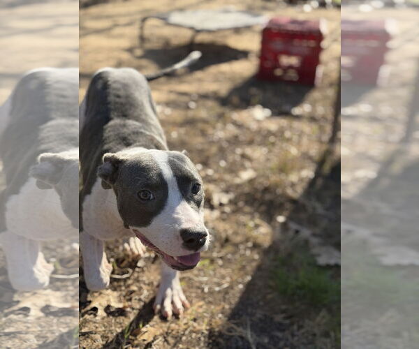 Medium Photo #2 Mutt Puppy For Sale in St. Louis Park, MN, USA