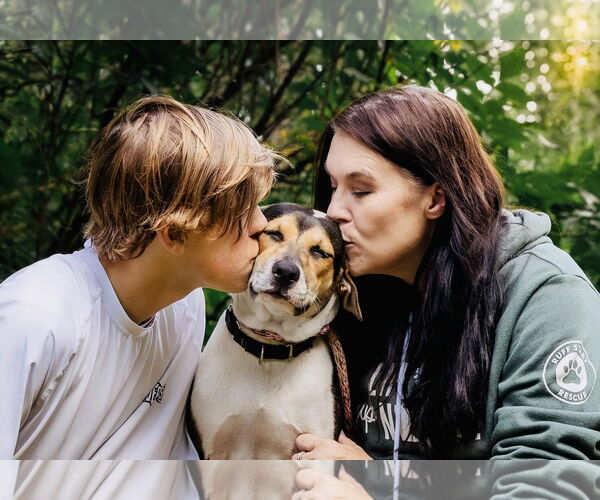 Medium Photo #19 American Staffordshire Terrier-Unknown Mix Puppy For Sale in Princeton, MN, USA