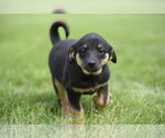 Small #5 Borador