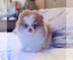 Puppy Puppy 2 Pomeranian