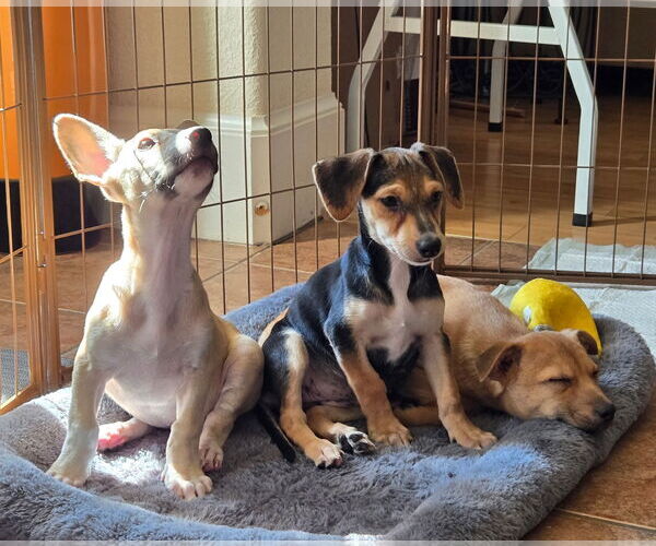 Medium Photo #4 Cheagle Puppy For Sale in Virginia Beach, VA, USA