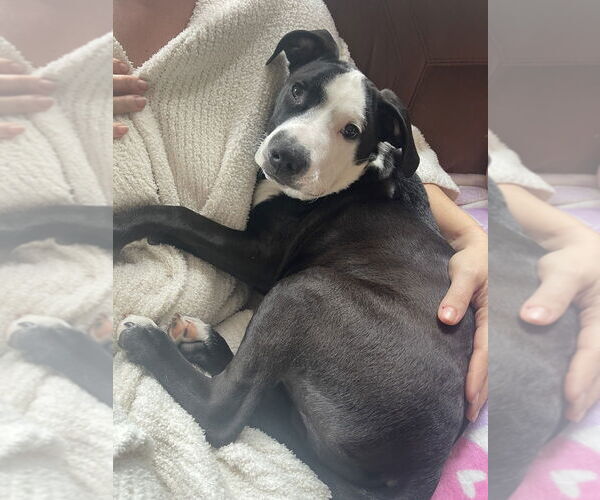 Medium Photo #22 American Pit Bull Terrier-Labrador Retriever Mix Puppy For Sale in Brewster, NY, USA