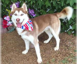 Siberian Husky-Unknown Mix Dogs for adoption in Oklahoma City, OK, USA