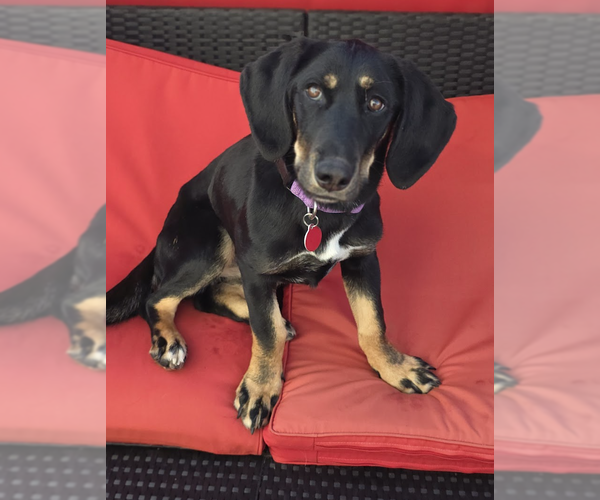 Medium Photo #14 Basset Hound-Unknown Mix Puppy For Sale in Brooklyn, NY, USA