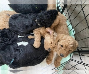Goldendoodle Puppy for sale in SELAH, WA, USA