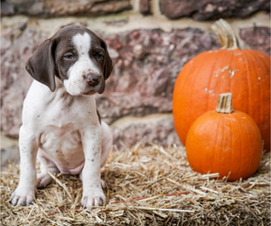 German Shorthaired Pointer Puppy for sale in HANOVER, PA, USA