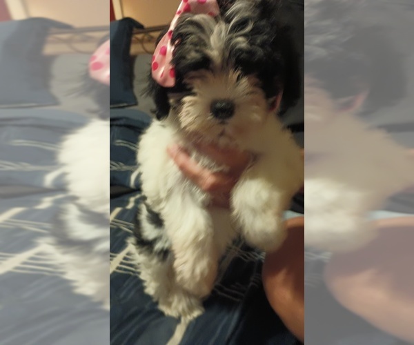 Medium Photo #2 Mal-Shi Puppy For Sale in LUDOWICI, GA, USA