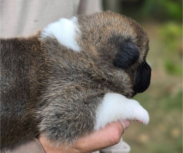 Medium Photo #5 Akita Puppy For Sale in STRAFFORD, MO, USA