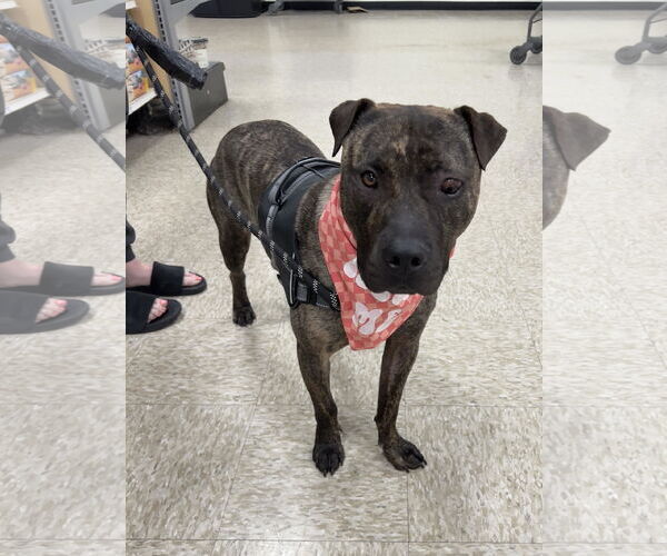 Medium Photo #9 American Pit Bull Terrier-Unknown Mix Puppy For Sale in Minneapolis, MN, USA