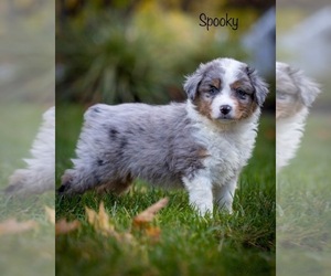 Australian Shepherd Puppy for sale in SUISUN CITY, CA, USA