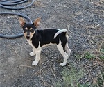 Puppy Bentley Rat Terrier