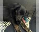 Small #1 Chihuahua Mix
