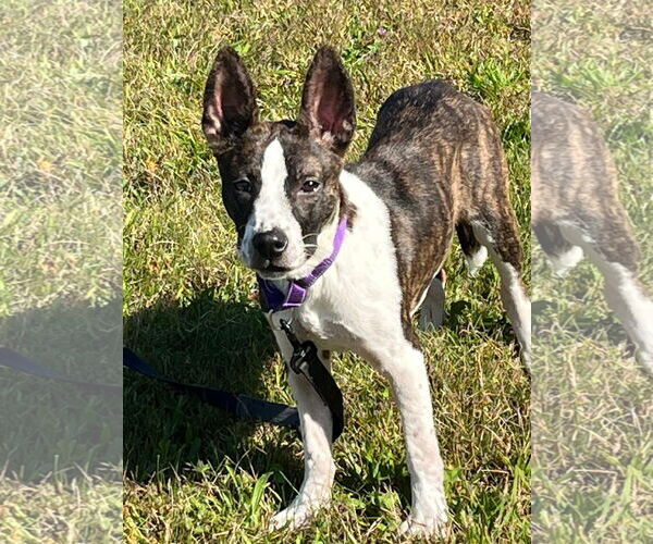 Medium Photo #6 Mountain Cur-Unknown Mix Puppy For Sale in Alexander, AR, USA