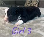 Puppy Girl 3 Australian Shepherd