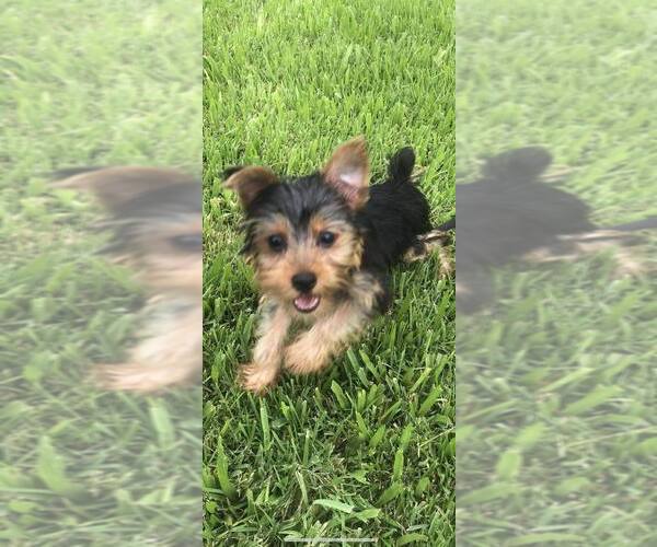 Medium Photo #3 Yorkshire Terrier Puppy For Sale in SAINT CLOUD, FL, USA