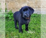 Puppy Maci AKC Eng Labrador Retriever