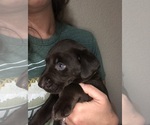Small Photo #4 Labrador Retriever Puppy For Sale in DUBUQUE, IA, USA