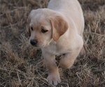 Puppy 2 Labradoodle-Labrador Retriever Mix