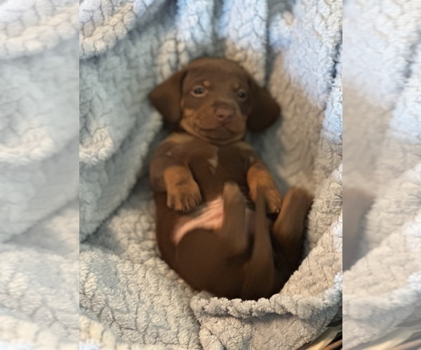 Medium Photo #3 Dachshund Puppy For Sale in MURFREESBORO, TN, USA