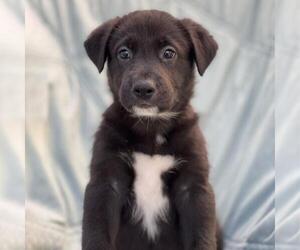 Chess Pup - Checkmate - Male Mutt Dog for Adoption - Photo #3