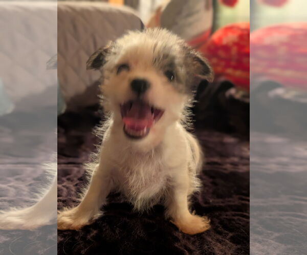 Medium Photo #2 Chihuahua-Unknown Mix Puppy For Sale in Tacoma, WA, USA