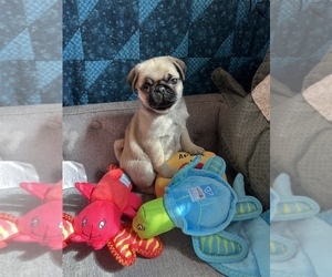 Pug Puppy for Sale in HOWELL, Michigan USA