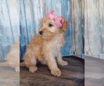 Small Photo #3 Goldendoodle (Miniature) Puppy For Sale in NILES, MI, USA