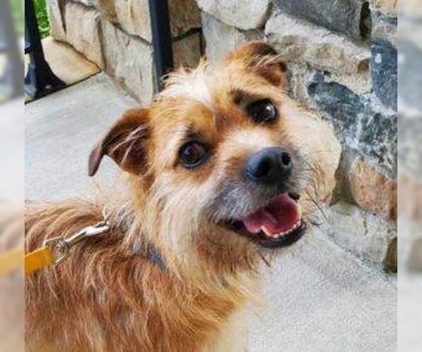 Medium Photo #1 Mutt Puppy For Sale in Spring Lake, NC, USA