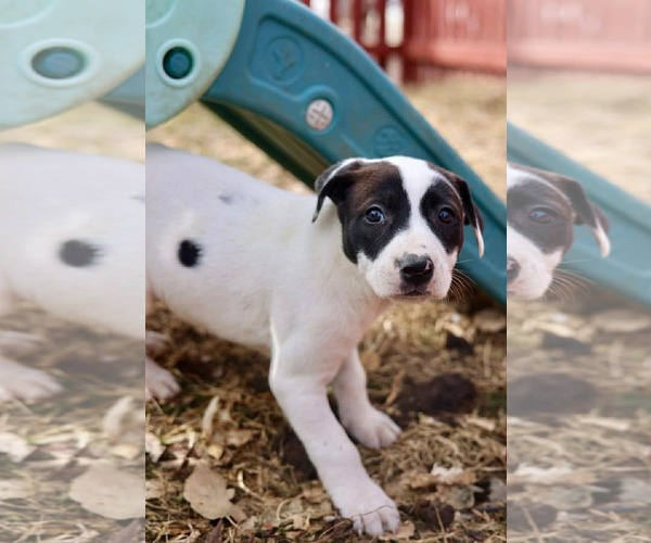 Medium Photo #2 American Staffordshire Terrier-Unknown Mix Puppy For Sale in Duluth, MN, USA