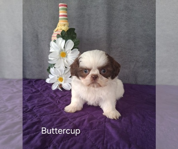 Medium Photo #3 Shih Tzu Puppy For Sale in MOUNT PLEASANT, MI, USA