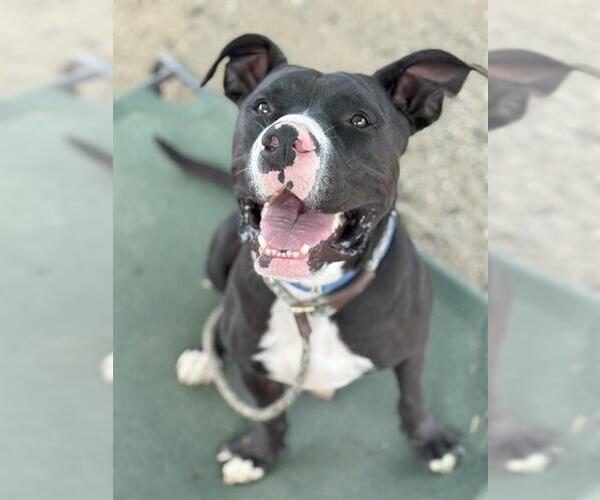 Medium Photo #4 American Pit Bull Terrier Puppy For Sale in Long Beach, CA, USA
