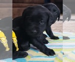 Small Photo #140 Labrador Retriever Puppy For Sale in OLYMPIA, WA, USA