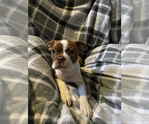 Boston Terrier Puppy for sale in BAKERSFIELD, CA, USA