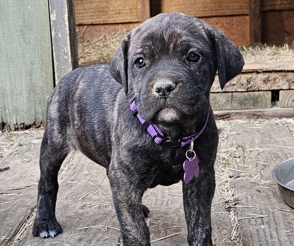 Medium Photo #1 Cane Corso Puppy For Sale in BIRMINGHAM, AL, USA