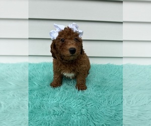 Goldendoodle (Miniature) Puppy for sale in ORLANDO, FL, USA