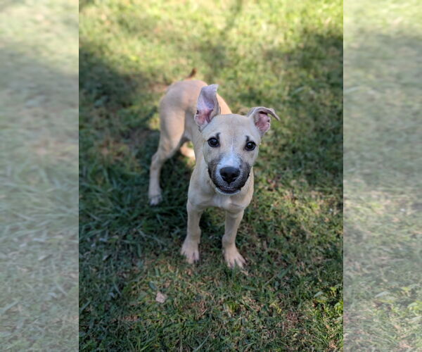 Medium Photo #4 Black Mouth Cur-Unknown Mix Puppy For Sale in Oakhurst, NJ, USA