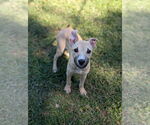 Small #3 Black Mouth Cur Mix