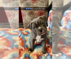 American Bully Puppy for sale in PEABODY, MA, USA