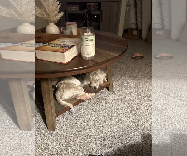 Medium Photo #3 Poodle (Miniature)-Unknown Mix Puppy For Sale in Holly Springs, NC, USA