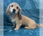 Small #2 Dachshund