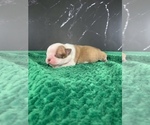 Puppy Gimli AKC Boston Terrier