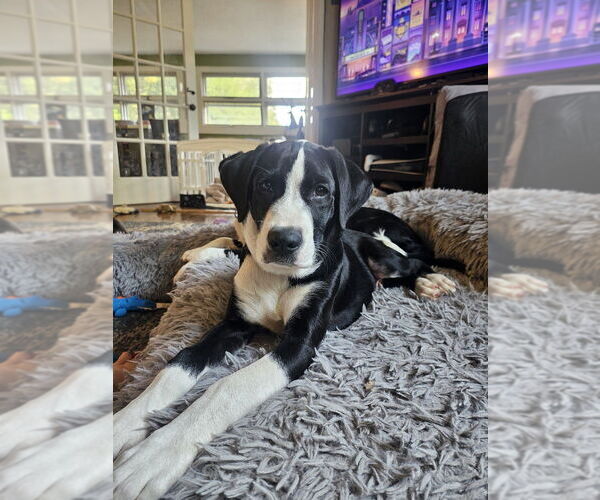 Medium Photo #1 Beagle-Unknown Mix Puppy For Sale in Springdale, PA, USA