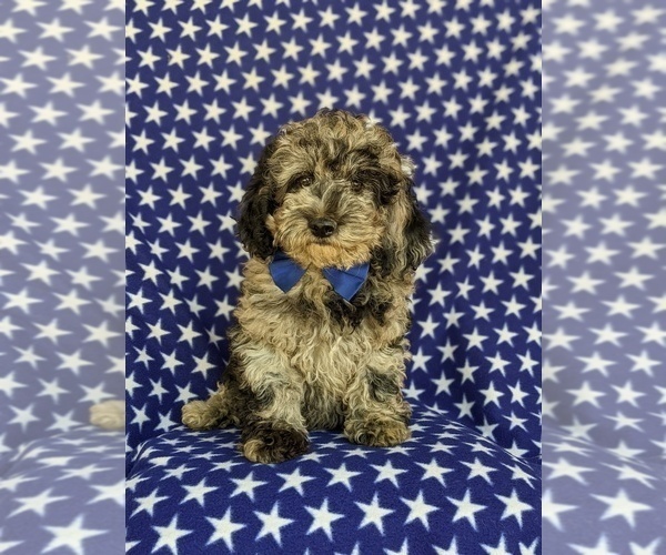 Medium Photo #3 Cock-A-Poo-Poodle (Miniature) Mix Puppy For Sale in LINCOLN UNIVERSITY, PA, USA